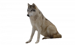 Download Free png pin Wolf clipart transparent - DLPNG.com