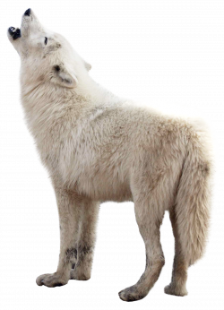 Wolf PNG Image - PurePNG | Free transparent CC0 PNG Image Library