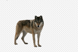 Wolf, clipart with transparent background, PNG