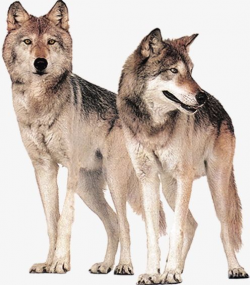 Wolf PNG, Clipart, Animal, Field, Two, Wolf Clipart Free PNG ...