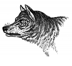 Vintage Clip Art - Wolves & Wolf Skull - The Graphics Fairy