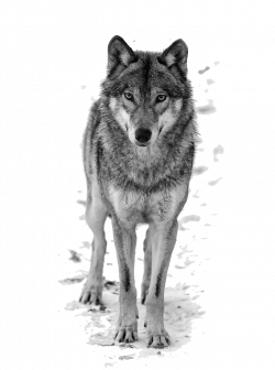 Wolf PNG Transparent 140+ stock images free