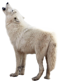 Wolf PNG Image - PngPix