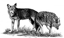 OnlineLabels Clip Art - Two Wolves