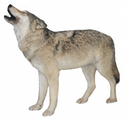 White Wolf Transparent Background PNG | PNG Mart