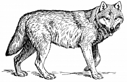 File:Wolf (PSF) cleaned 2.png - Wikimedia Commons