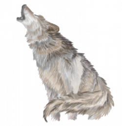 Gray wolf Clip art - Wolves Howl PNG 713*740 transprent Png Free ...