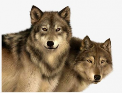Two Wolves PNG, Clipart, Animals, Animals Wolf, Carnivores ...