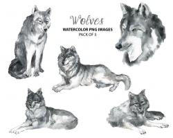 Watercolor wolf clipart - Woodland nursery illustration - Wildlife animal  clip art