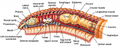 Anatomy Of Earthworms – Lifeinharmony