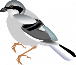 Standing Bird Clip Art at Clker.com - vector clip art online ...