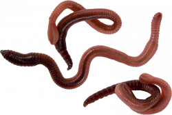 181 Best Worms Png - GraphicsFinder