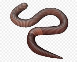 earthworm png clipart Earthworm clipart - Worm, transparent ...