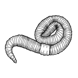 Earthworm Drawing at GetDrawings.com | Free for personal use ...