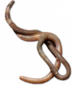 Worms PNG Transparent Images | PNG All