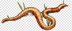 Orange worm illustration, Earth Worm Drawing transparent ...