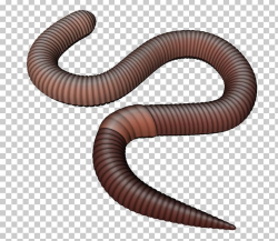 Earthworm PNG, Clipart, Animal, Annelid, Can Stock Photo ...