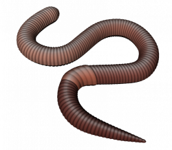 Earthworm Clip art - observe clipart png download - 820*718 ...