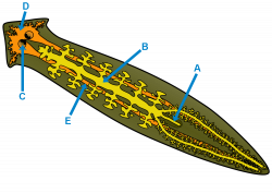 Images of Labeled Flatworm Diagram - #SpaceHero
