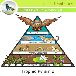 Free Science Clip Art - Trophic Pyramid - Food Chain - Color ...