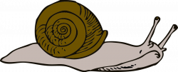 Realistic snail clipart