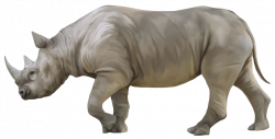Rhino PNG Clipart 1042 Animals | typegoodies.me
