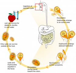 File:Giardia life cycle en.svg Protist | Medical Sciences ...