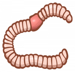 Clipart - worm - coloured