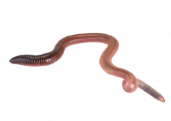 Worms PNG images free download, worm PNG