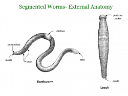 segmented worms - Google Search | Animals | Pinterest