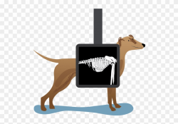 Machine To Help Save More Dogs Like Buck - Animal Xray Clip ...