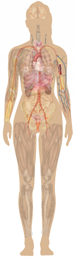 Female Chest Anatomy Diagram Female human anatomy | Human anatomy ...