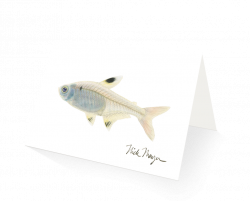 Images of X Ray Fish Drawing - #SpaceHero