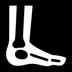 Foot X Ray Svg Png Icon Free Download (#492437) - OnlineWebFonts.COM