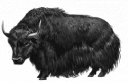 yak png clipart Domestic yak Clip art clipart - Ox, Wildlife ...