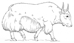 Walking Yak coloring page | Free Printable Coloring Pages