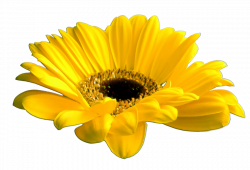 Beautiful Flowers 2019 » yellow flower png | Beautiful Flowers