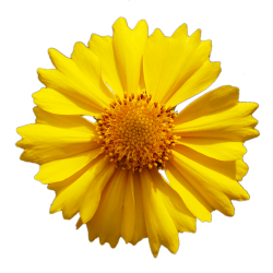 Yellow Flower PNG by PiXasso79-Stock on DeviantArt