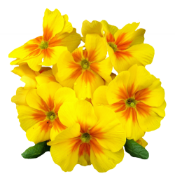 Primrose Flower PNG Image - PngPix