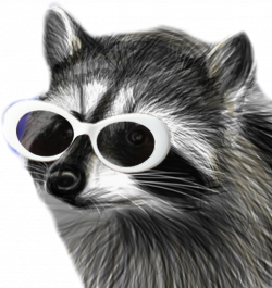 raccooneggs raccoons youtube csgo raccooneggs profile...