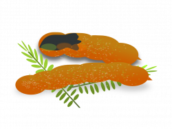 clipartist.net » Clip Art » food tamarind tamarind by netalloy SVG