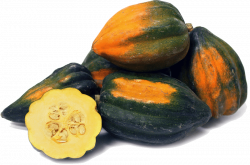 acorn squash png - Free PNG Images | TOPpng