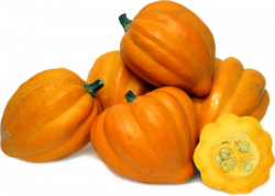acorn squash png file png - Free PNG Images | TOPpng