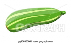 Vector Illustration - Green zucchini vegetable. squash ...