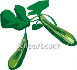 A Zucchini Plant Royalty Free Clipart Picture