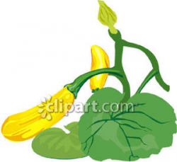 Collection of Zucchini clipart | Free download best Zucchini ...